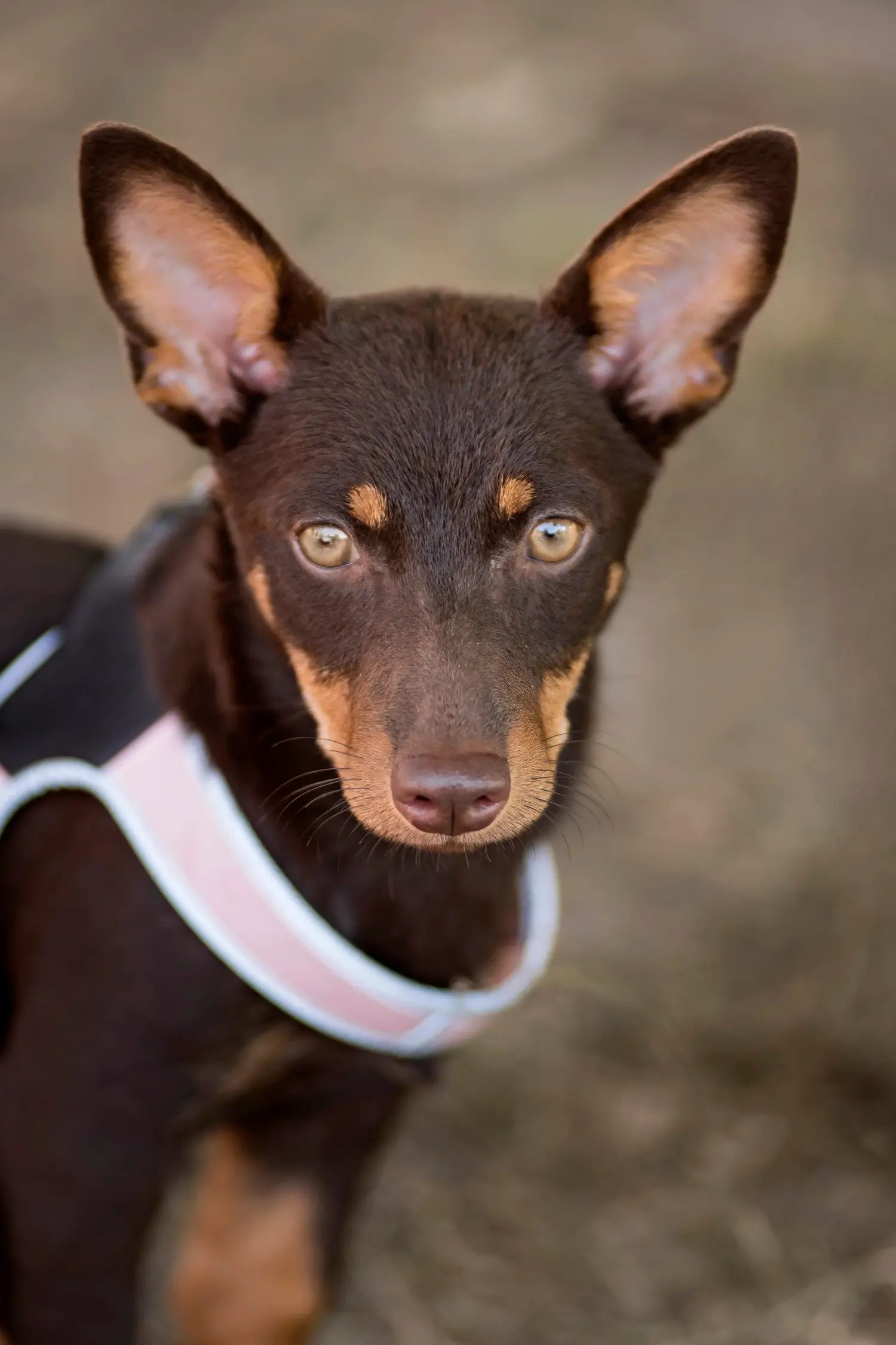 Einen Lancashire Heeler Welpen zu kaufen, bedeutet Verantwortung zu übernehmen! Lancashire Heeler Welpen kaufen.