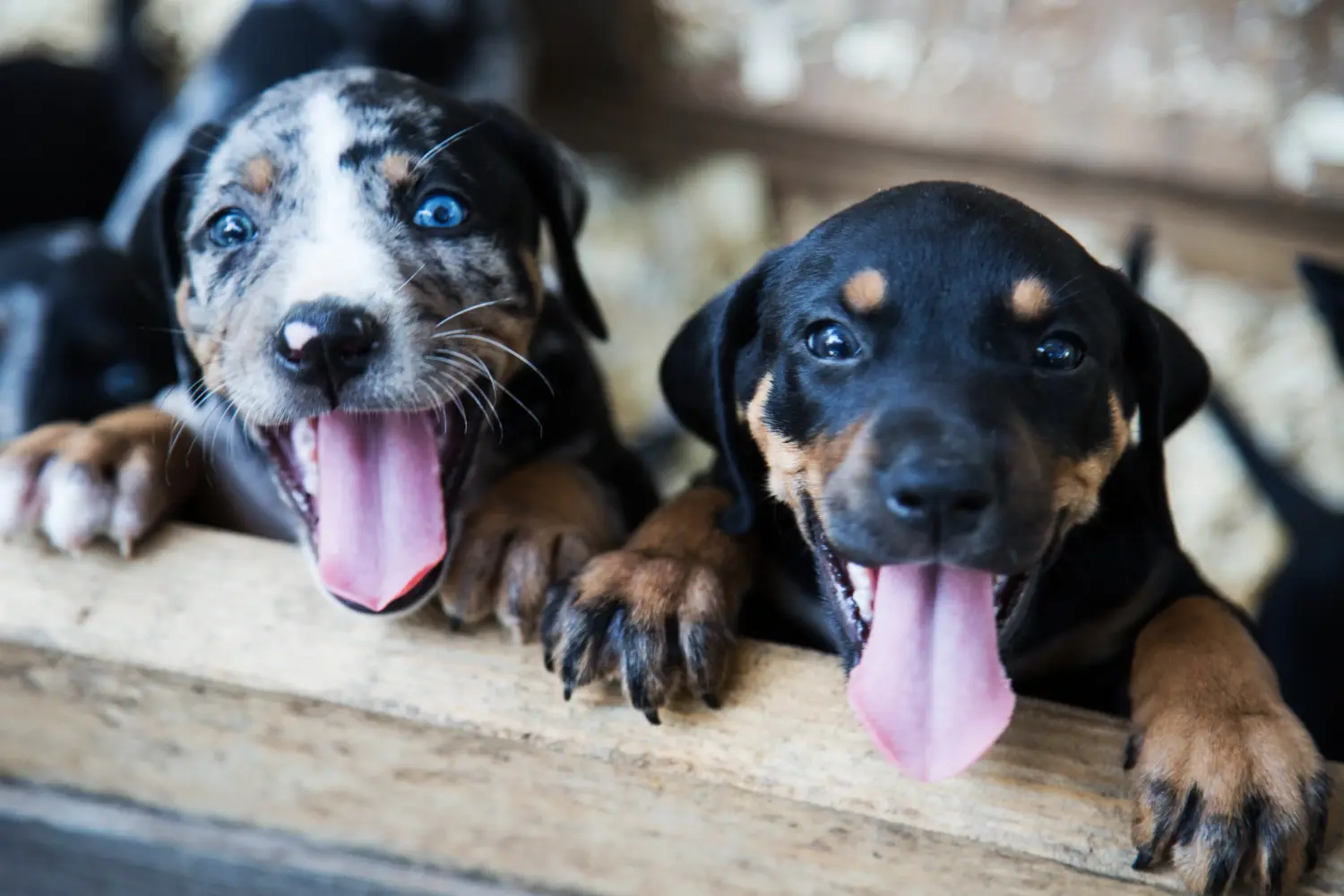 Einen Louisiana Catahoula Leopard Dog Welpen zu kaufen, bedeutet Verantwortung zu übernehmen! Louisiana Catahoula Leopard Dog Welpen kaufen.