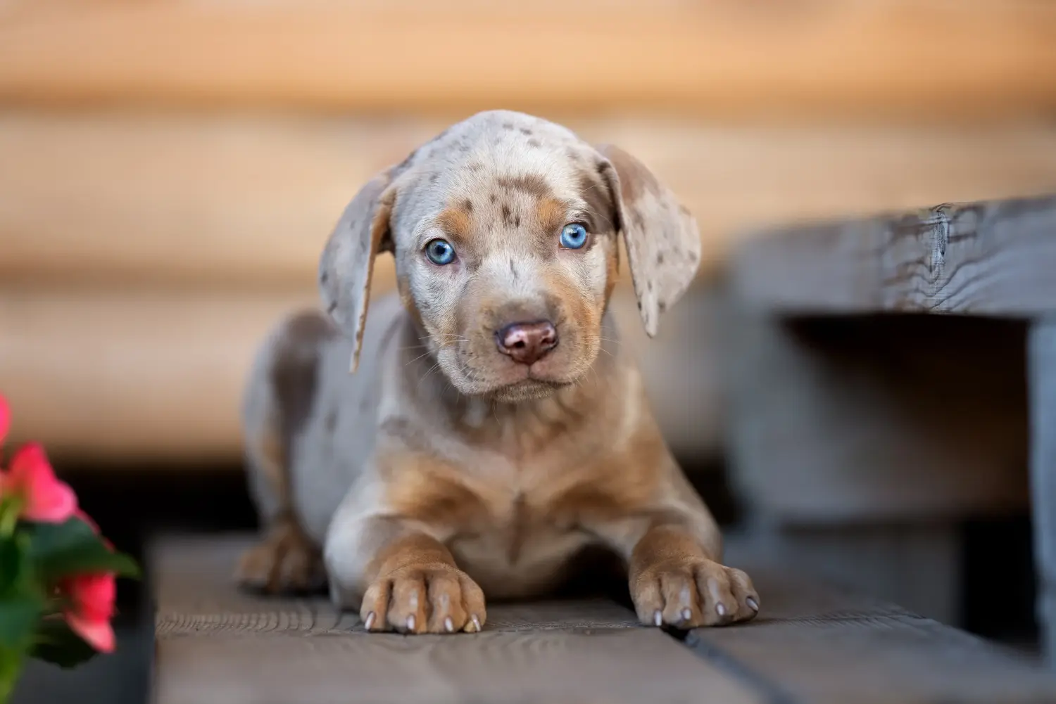 Einen Louisiana Catahoula Leopard Dog Welpen zu kaufen, bedeutet Verantwortung zu übernehmen! Louisiana Catahoula Leopard Dog Welpen kaufen.