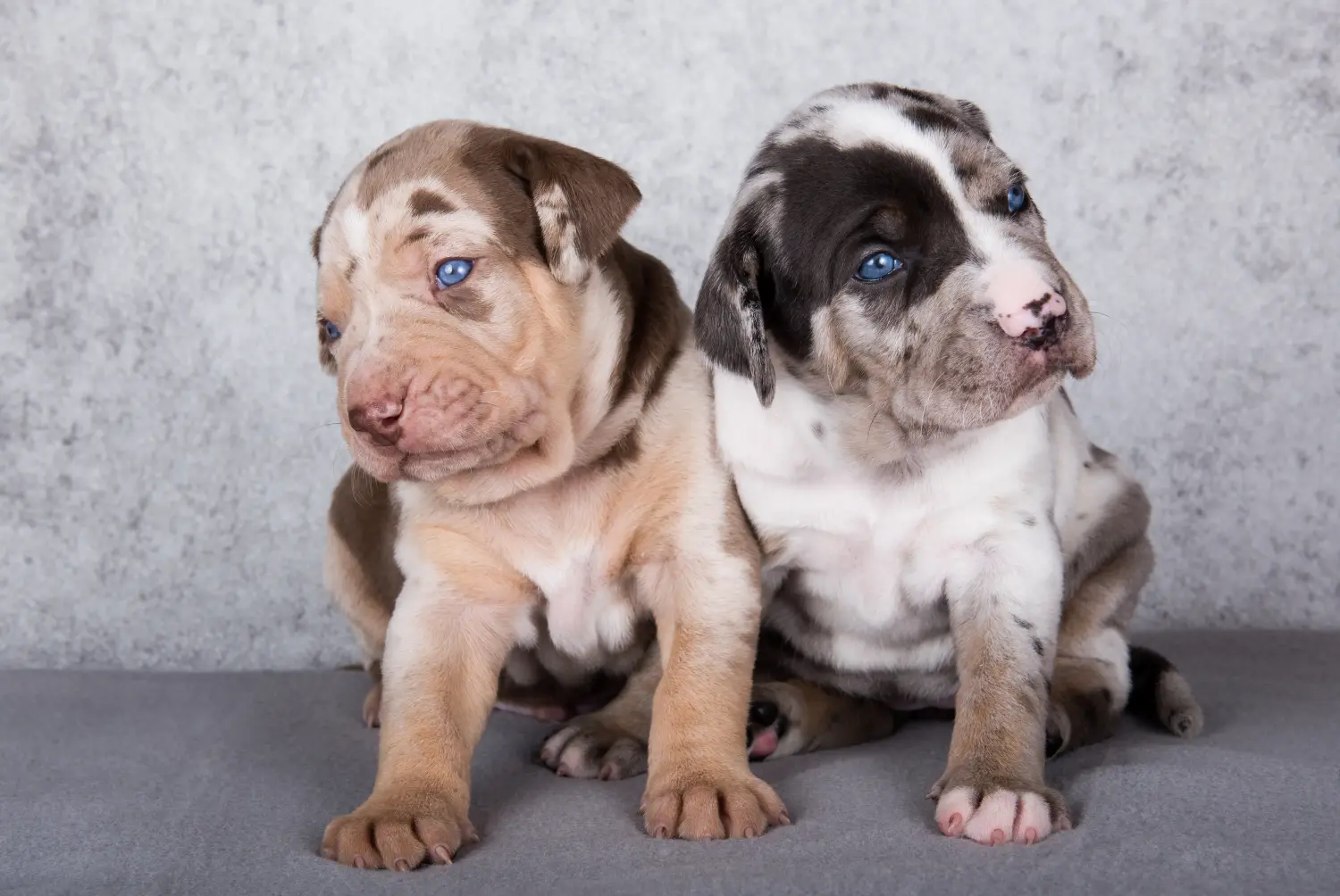 Einen Louisiana Catahoula Leopard Dog Welpen zu kaufen, bedeutet Verantwortung zu übernehmen! Louisiana Catahoula Leopard Dog Welpen kaufen.