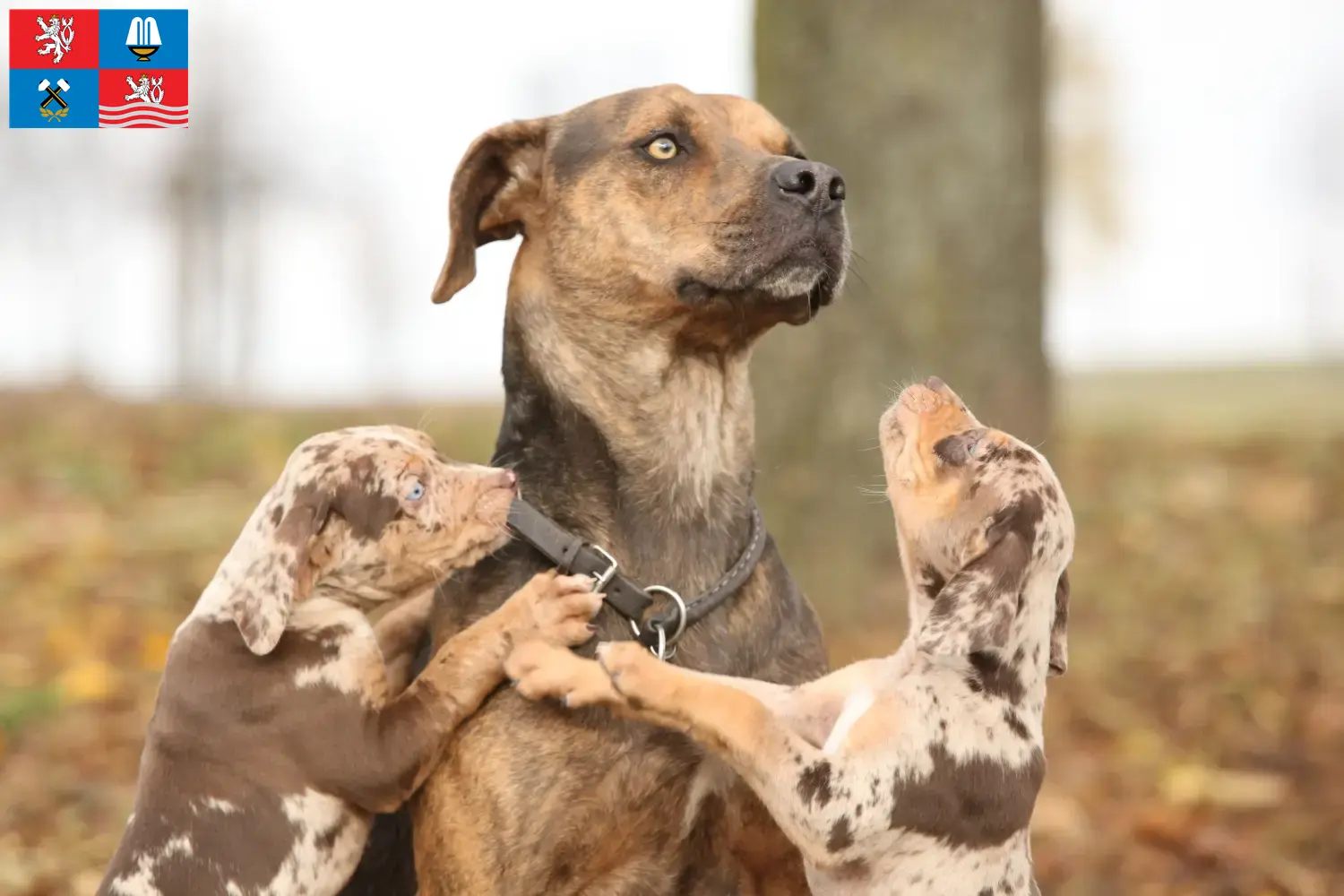 Louisiana Catahoula Leopard Dog Welpen und Züchter Karlsbad Hier findest Du Louisiana Catahoula Leopard Dogs Züchter in Karlsbad.