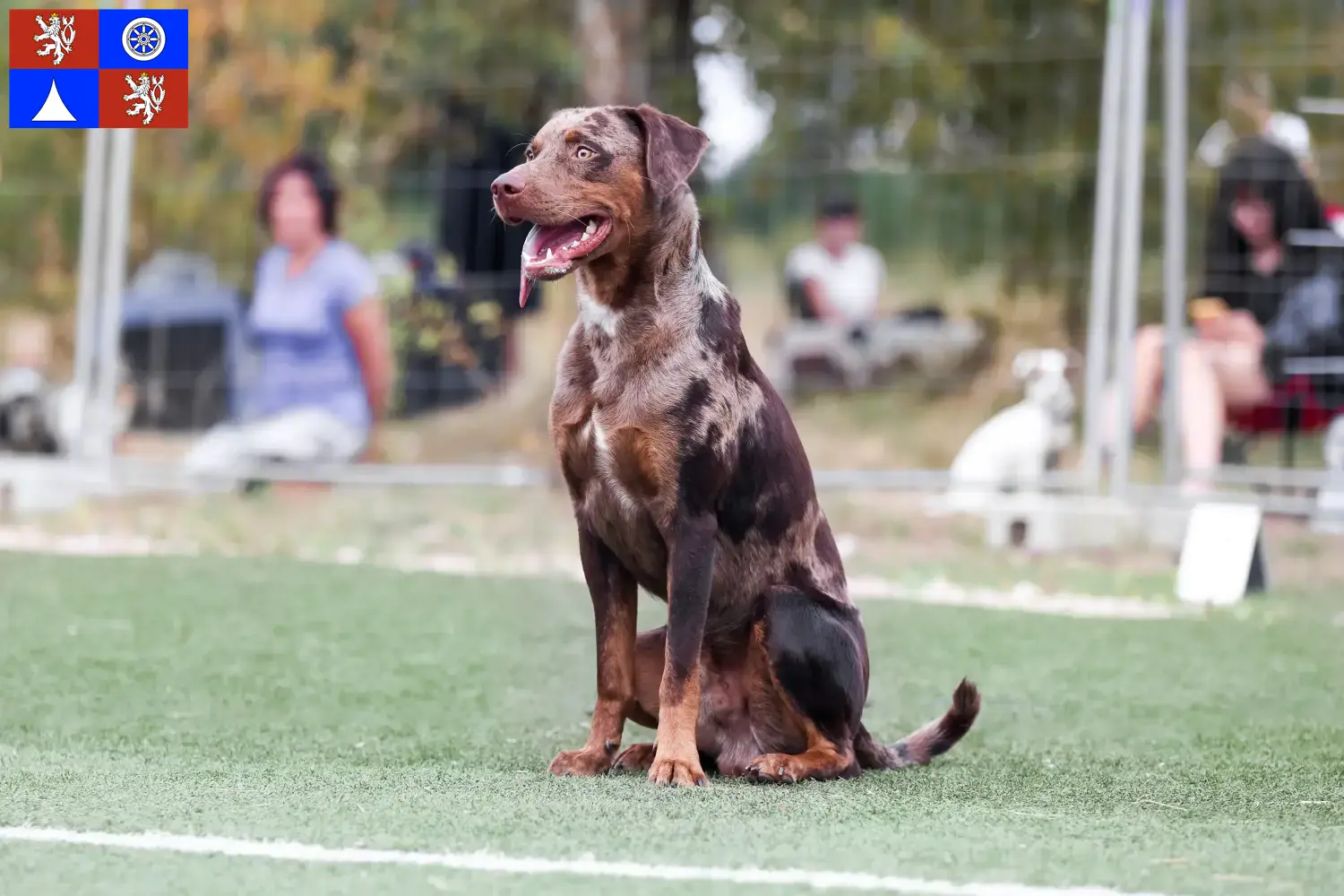 Louisiana Catahoula Leopard Dog Welpen und Züchter Liberec Hier findest Du Louisiana Catahoula Leopard Dogs Züchter in Liberec.