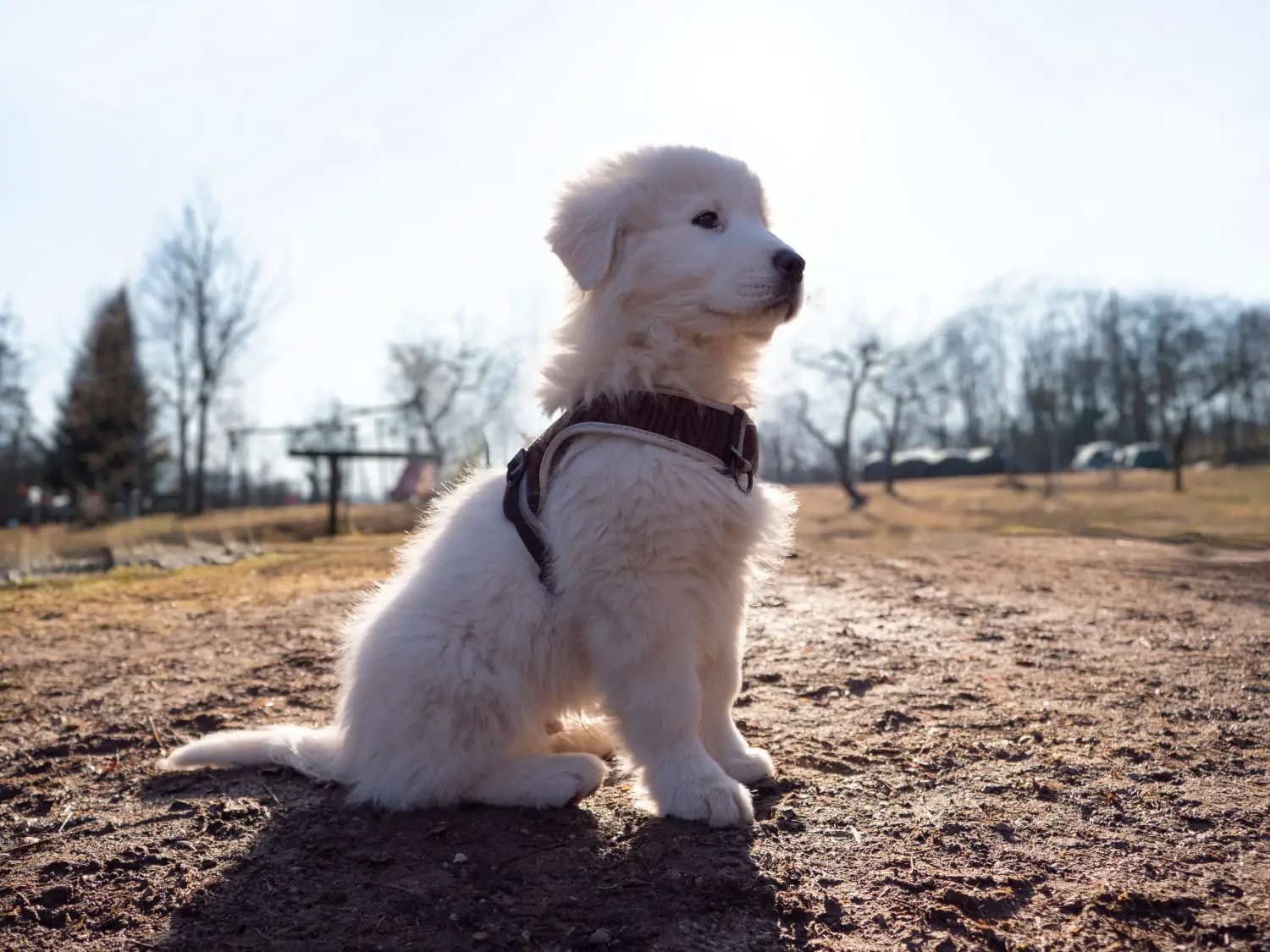 Einen Maremmen-Abruzzen-Schäferhund Welpen zu kaufen, bedeutet Verantwortung zu übernehmen! Maremmen-Abruzzen-Schäferhund Welpen kaufen.