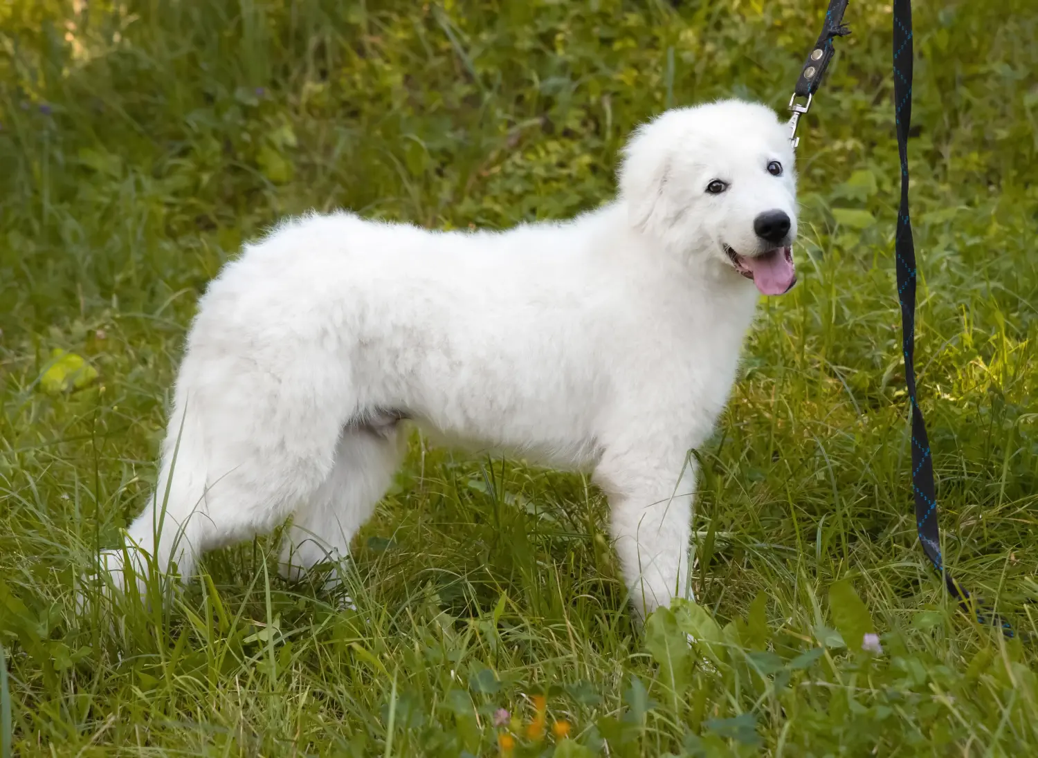 Einen Maremmen-Abruzzen-Schäferhund Welpen zu kaufen, bedeutet Verantwortung zu übernehmen! Maremmen-Abruzzen-Schäferhund Welpen kaufen.