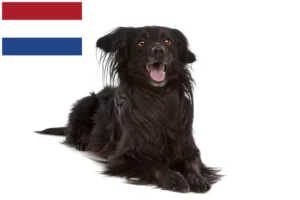 Mehr über den Artikel erfahren Markiesje Züchter und Welpen in den Niederlanden