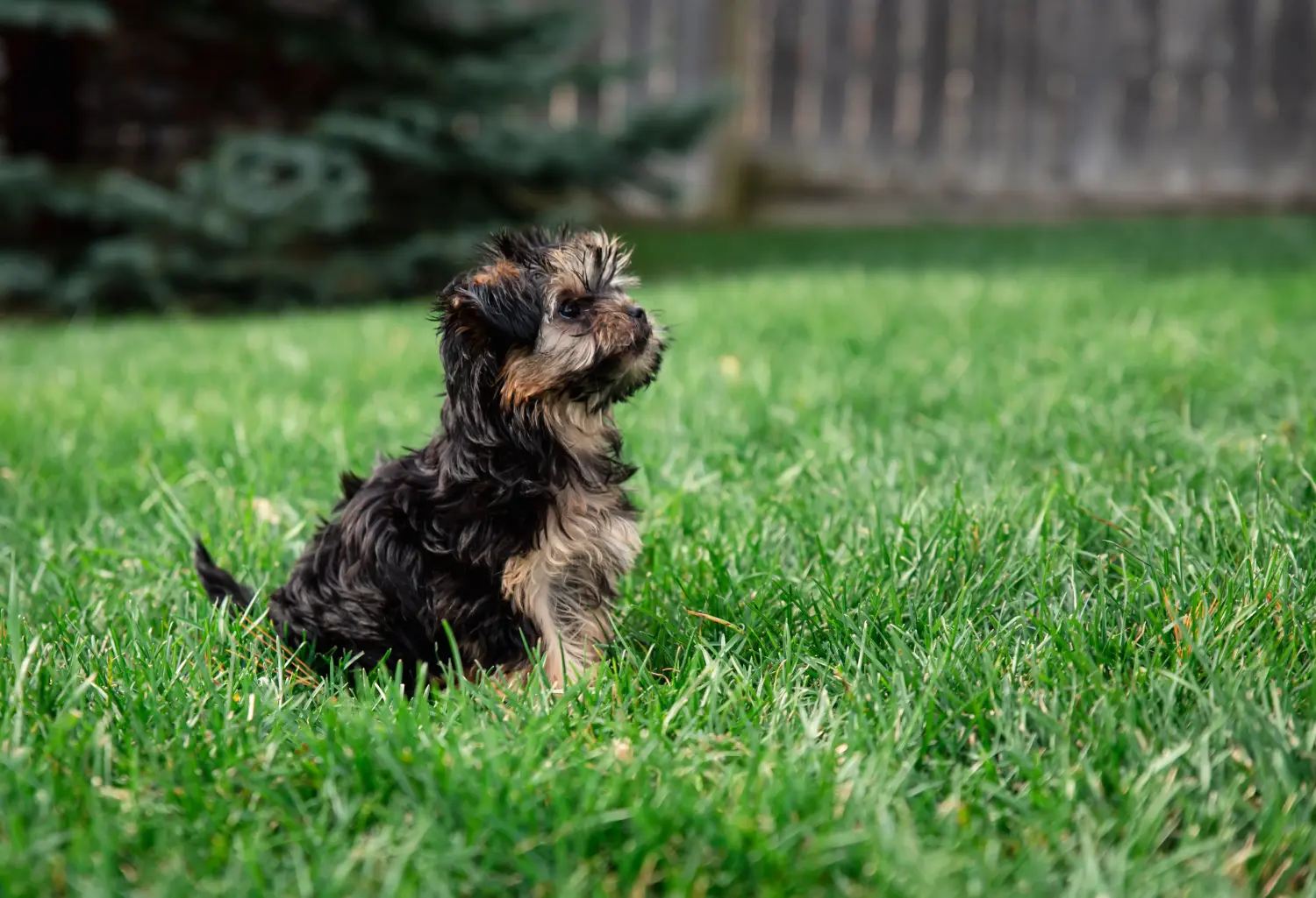 Einen Morkie Welpen zu kaufen, bedeutet Verantwortung zu übernehmen! Morkie Welpen kaufen.