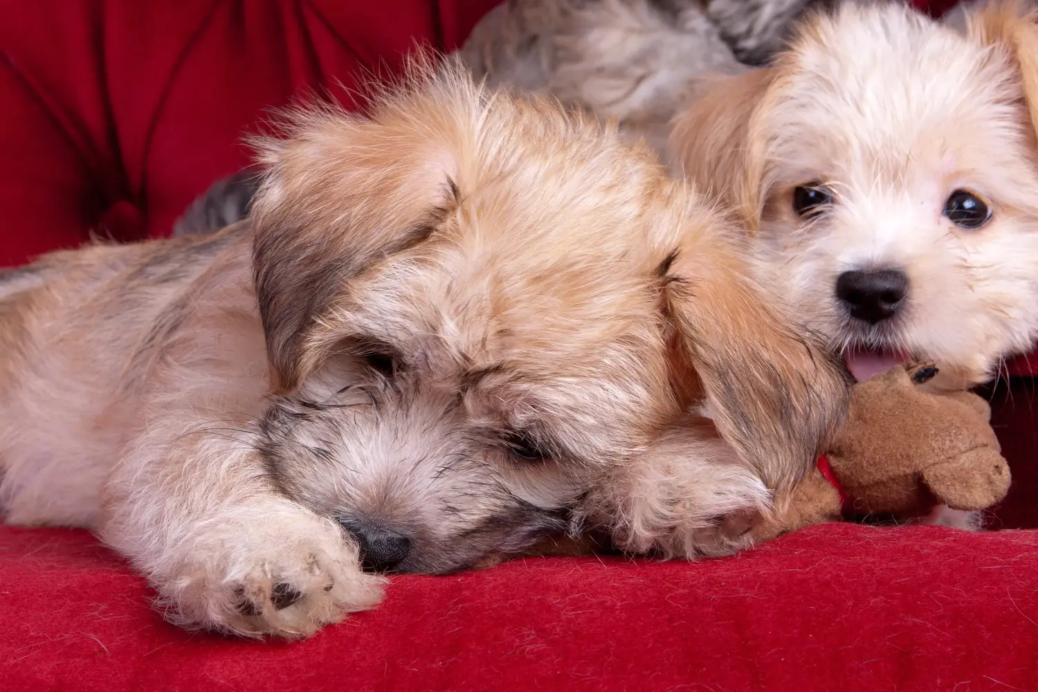 Einen Morkie Welpen zu kaufen, bedeutet Verantwortung zu übernehmen! Morkie Welpen kaufen.