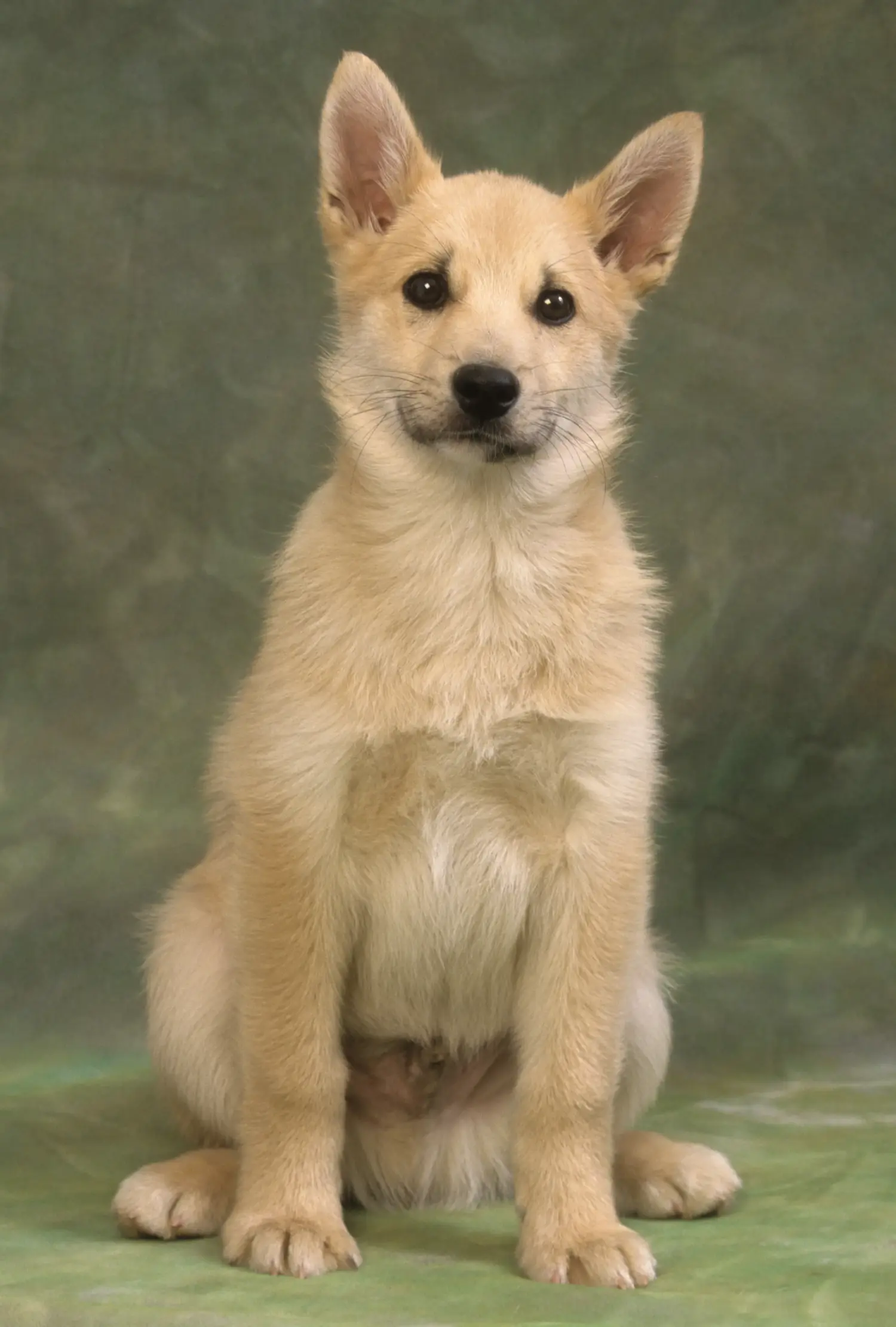 Einen Norwegischen Buhund Welpen zu kaufen, bedeutet Verantwortung zu übernehmen! Norwegischer Buhund Welpen kaufen.