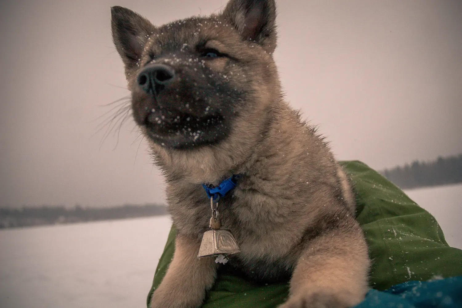 Einen Norwegischen Elchhund Welpen zu kaufen, bedeutet Verantwortung zu übernehmen! Norwegischer Elchhund Welpen kaufen.