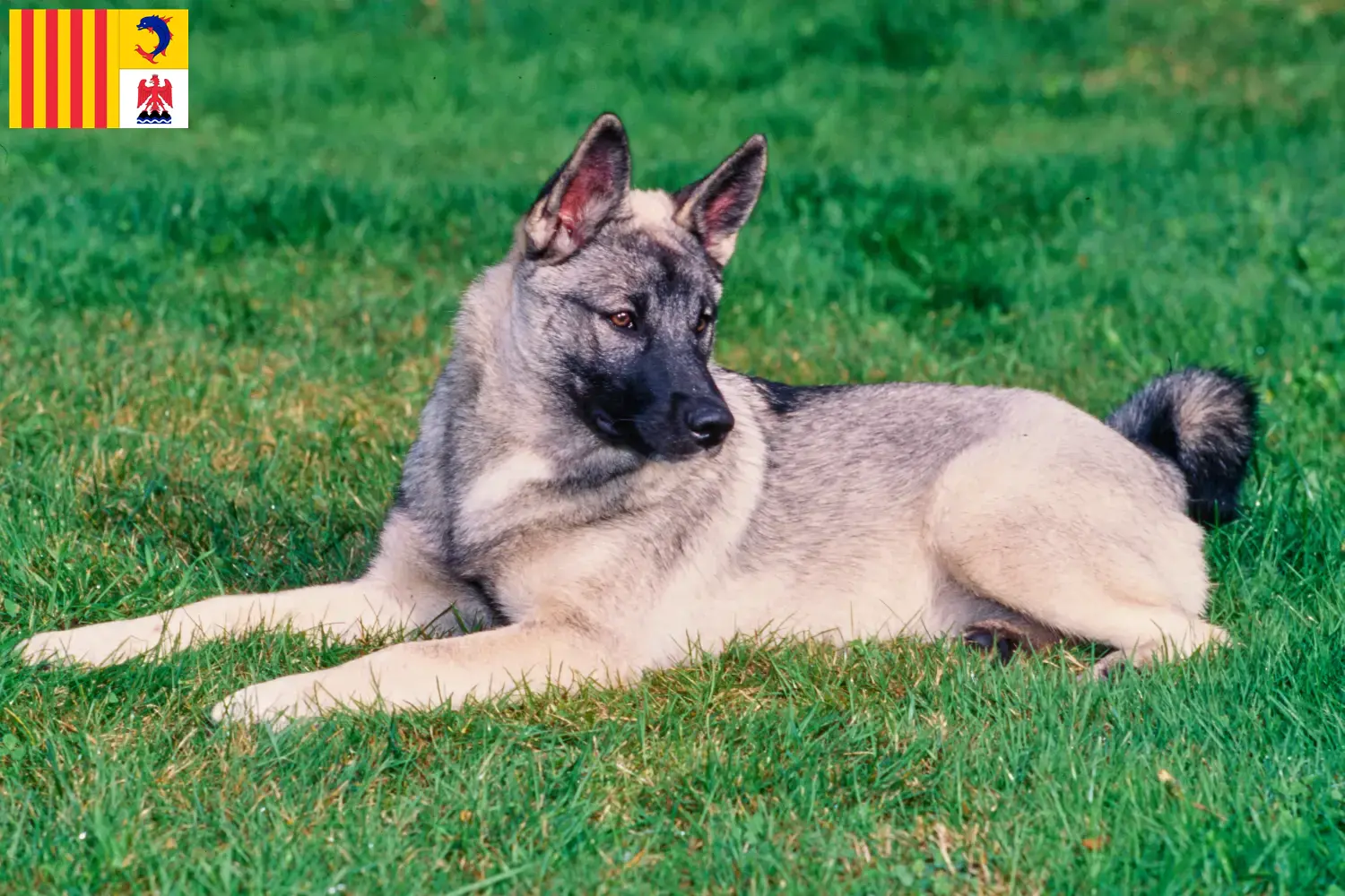 Norwegischer Elchhund Welpen und Züchter Provence-Alpes-Côte d’Azur Hier findest Du Norwegische Elchhunde Züchter in der Provence-Alpes-Côte d’Azur.