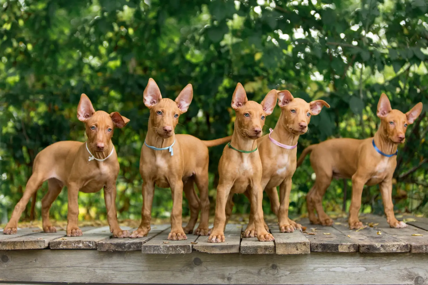 Einen Pharaonenhund Welpen zu kaufen, bedeutet Verantwortung zu übernehmen! Pharaonenhund Welpen kaufen.