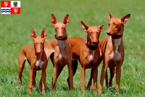 Mehr über den Artikel erfahren Pharaonenhund Züchter und Welpen in Mittelböhmen