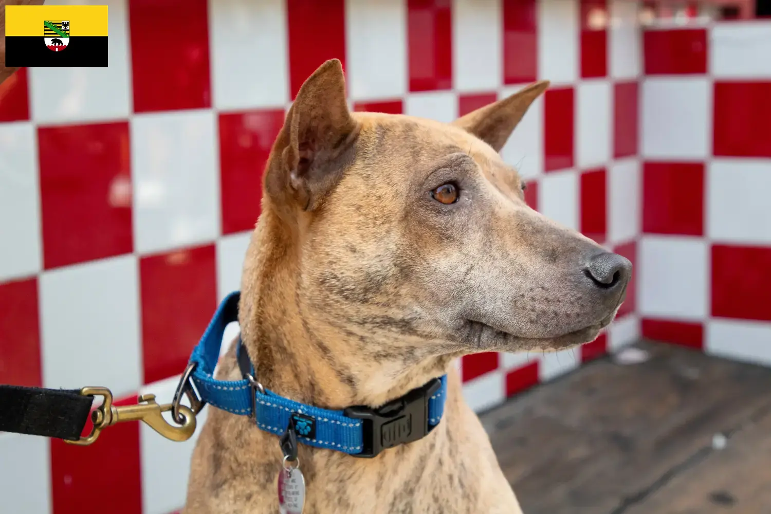 Phu Quoc Ridgeback Welpen und Züchter Sachsen-Anhalt Hier findest Du Phu Quoc Ridgebacks Züchter in Sachsen-Anhalt.