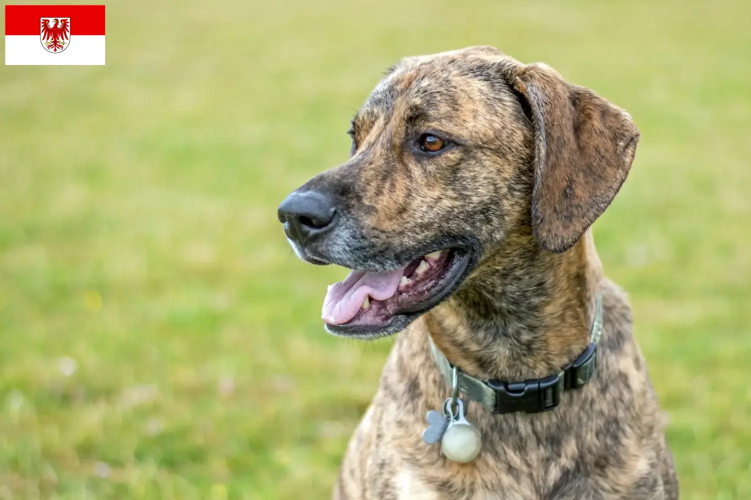 Plott Hound Welpen und Züchter Brandenburg Hier findest Du Plott Hounds Züchter in Brandenburg.