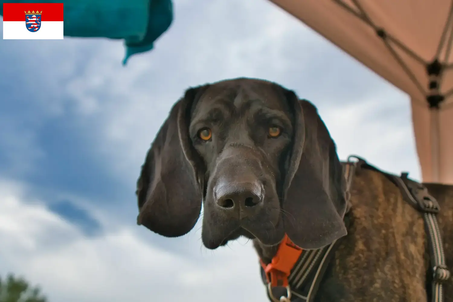 Plott Hound Welpen und Züchter Hessen Hier findest Du Plott Hounds Züchter in Hessen.