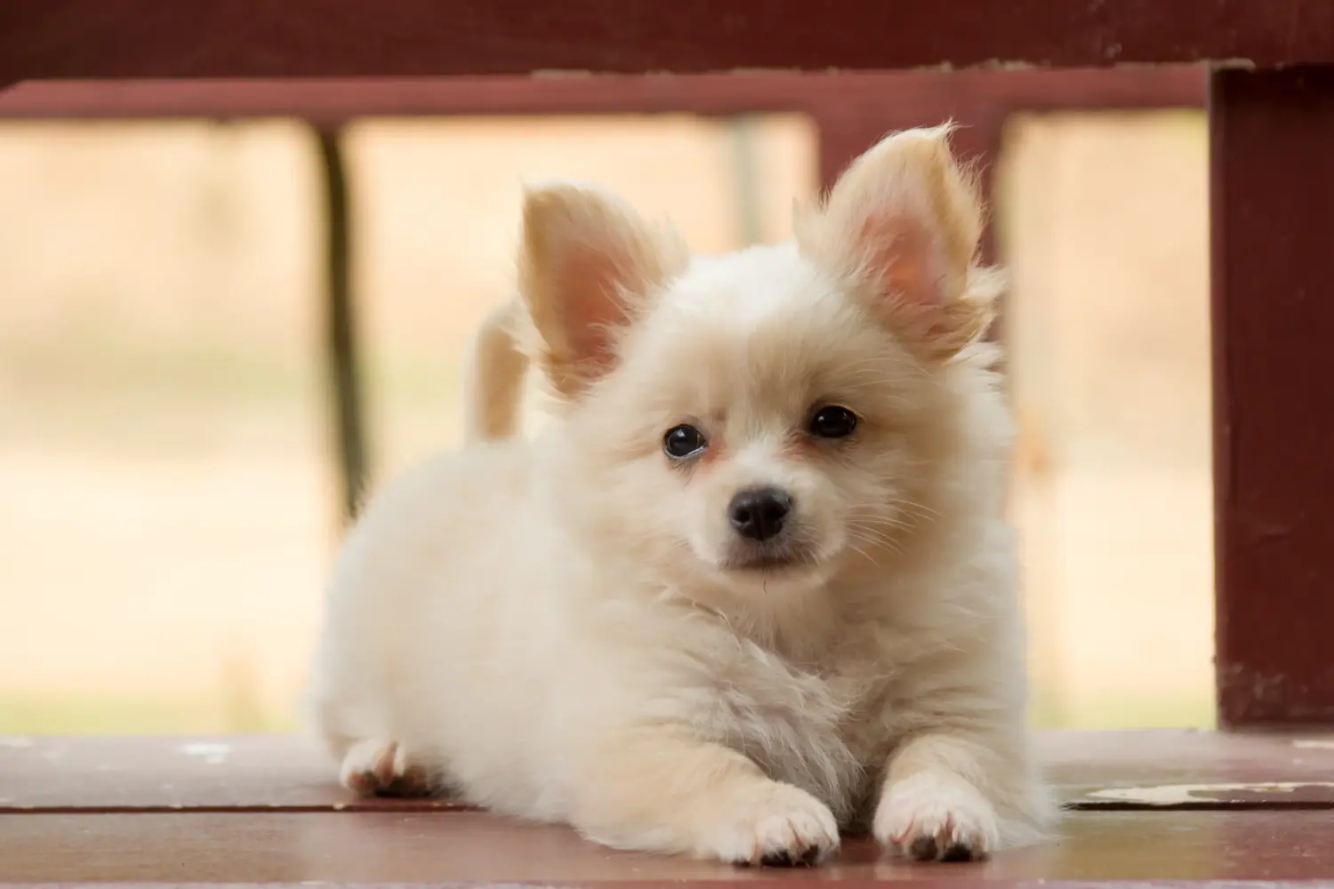 Einen Pomchi Welpen zu kaufen, bedeutet Verantwortung zu übernehmen! Pomchi Welpen kaufen.