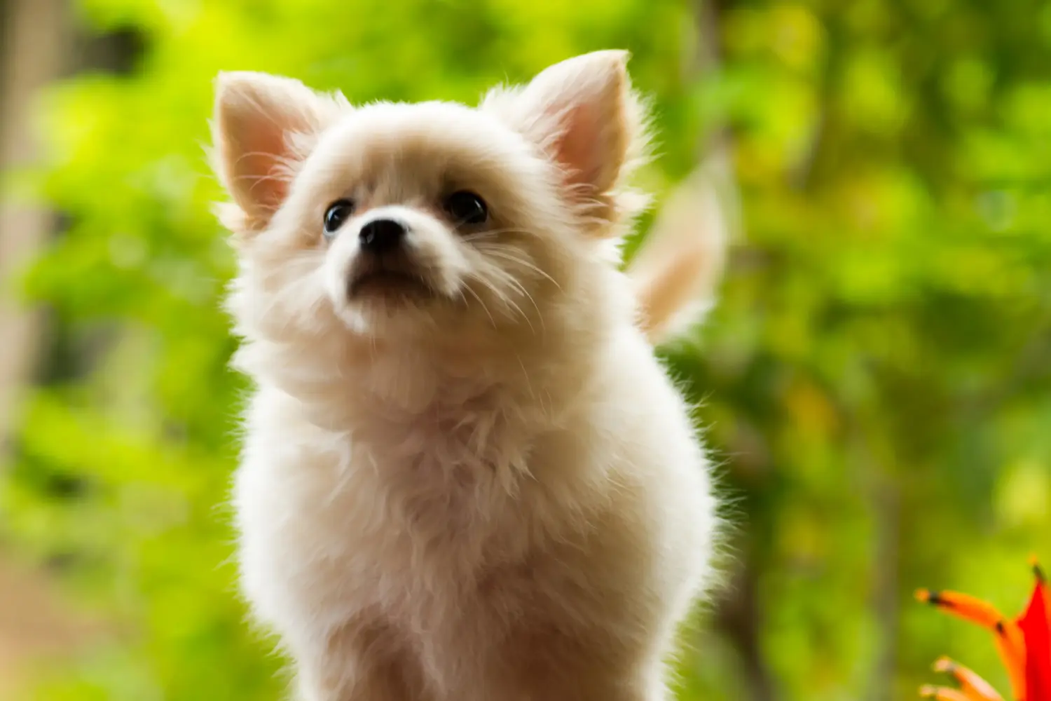 Einen Pomchi Welpen zu kaufen, bedeutet Verantwortung zu übernehmen! Pomchi Welpen kaufen.
