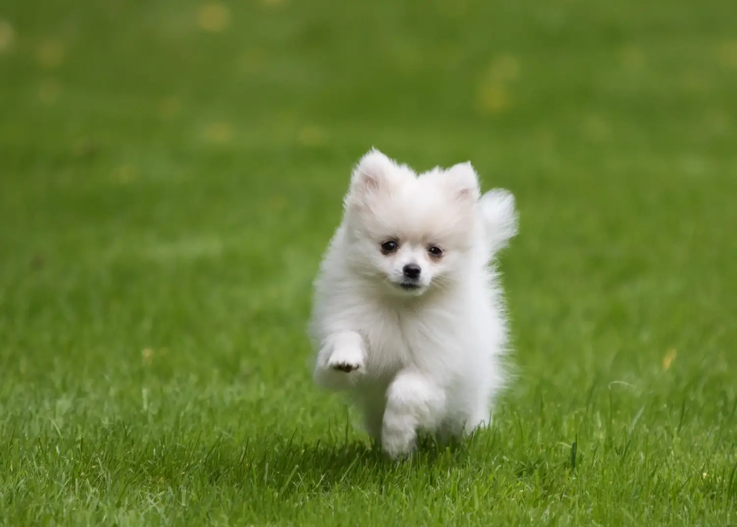 Einen Pomchi Welpen zu kaufen, bedeutet Verantwortung zu übernehmen! Pomchi Welpen kaufen.