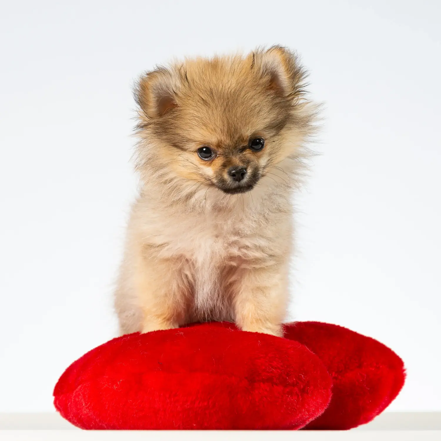 Einen Pomchi Welpen zu kaufen, bedeutet Verantwortung zu übernehmen! Pomchi Welpen kaufen.