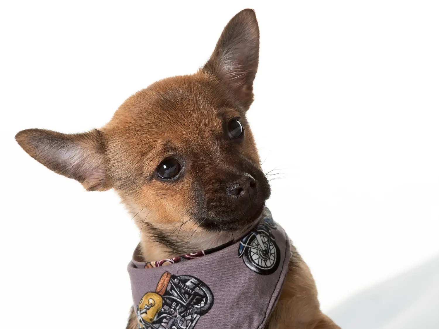 Einen Pomchi Welpen zu kaufen, bedeutet Verantwortung zu übernehmen! Pomchi Welpen kaufen.