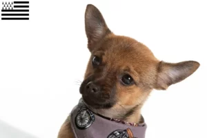 Mehr über den Artikel erfahren Pomchi Züchter und Welpen in der Bretagne