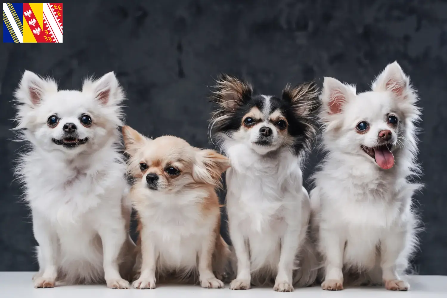 Pomchi Welpen und Züchter Grand Est Hier findest Du Pomchis Züchter in Grand Est.