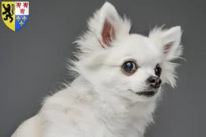 Mehr über den Artikel erfahren Pomchi Züchter und Welpen in Hauts-de-France