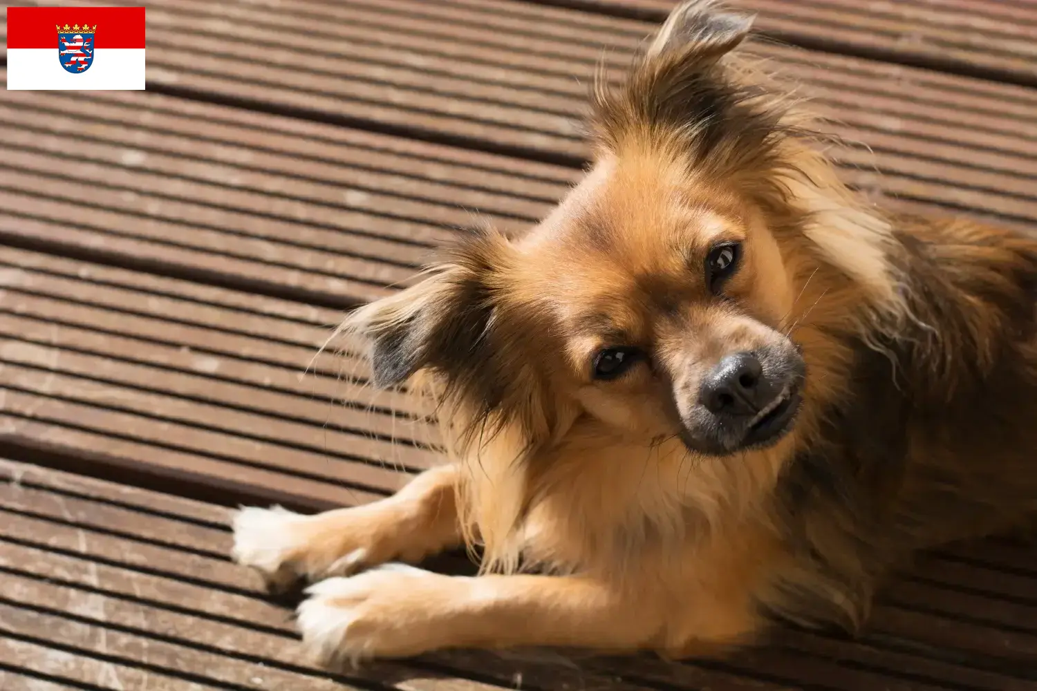 Pomchi Welpen und Züchter Hessen Hier findest Du Pomchis Züchter in Hessen.