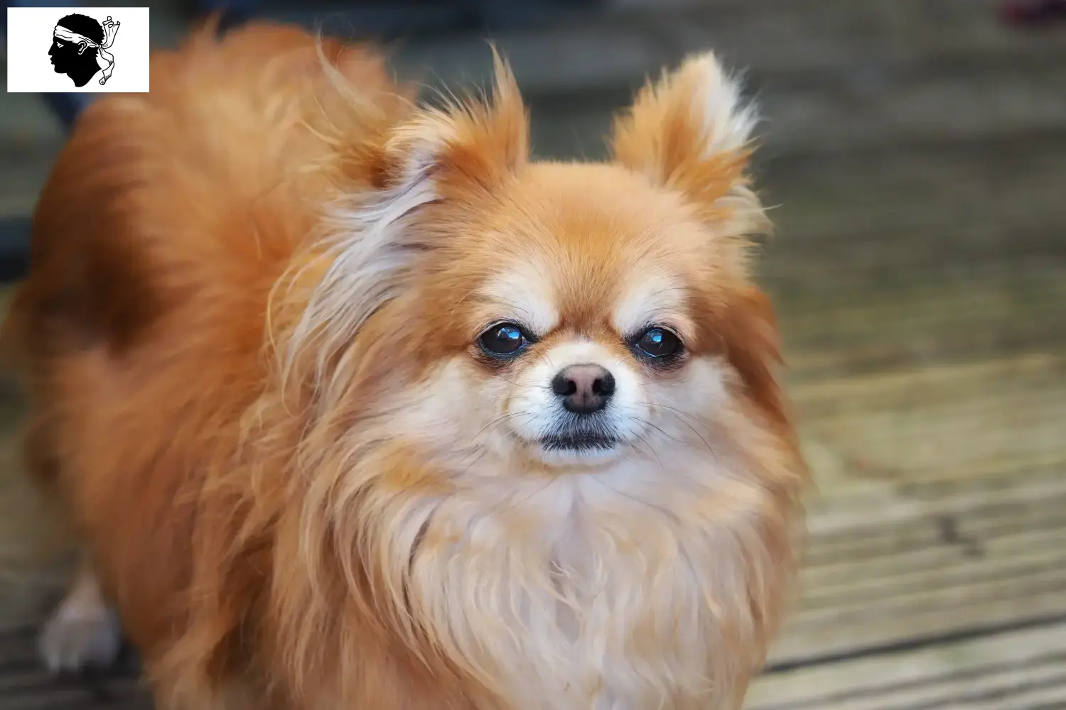 Pomchi Welpen und Züchter Korsika Hier findest Du Pomchis Züchter auf Korsika.