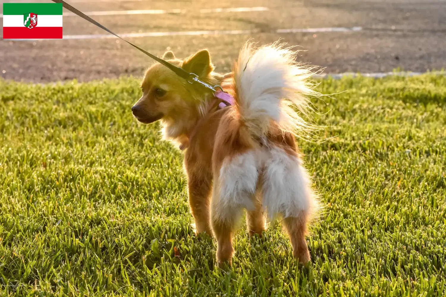 Pomchi Welpen und Züchter Nordrhein-Westfalen Hier findest Du Pomchis Züchter in Nordrhein-Westfalen.