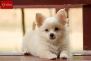 Mehr über den Artikel erfahren Pomchi Züchter und Welpen in Okzitanien