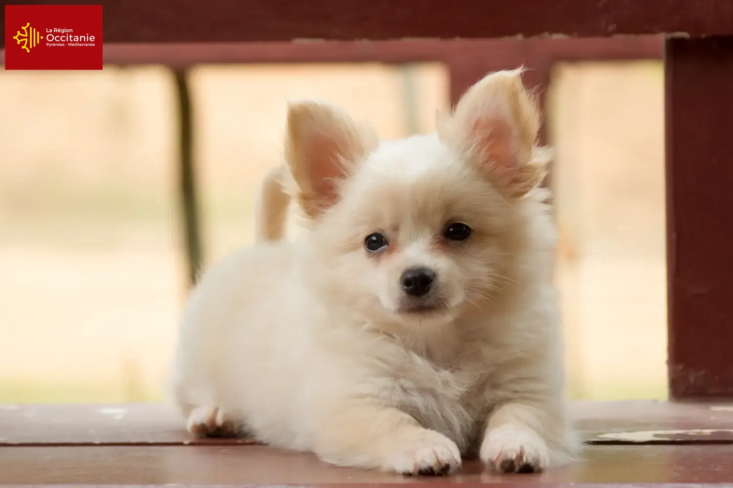 Pomchi Welpen und Züchter Okzitanien Hier findest Du Pomchis Züchter in Okzitanien.