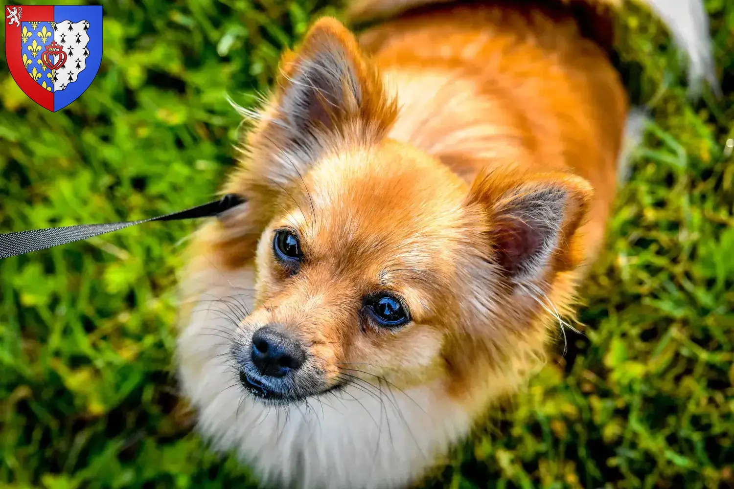 Pomchi Welpen und Züchter Pays de la Loire Hier findest Du Pomchis Züchter in Pays de la Loire.