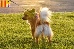 Mehr über den Artikel erfahren Pomchi Züchter und Welpen in der Provence-Alpes-Côte d’Azur