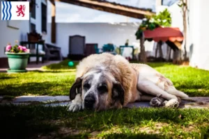 Mehr über den Artikel erfahren Rafeiro do Alentejo Züchter und Welpen in Nouvelle-Aquitaine