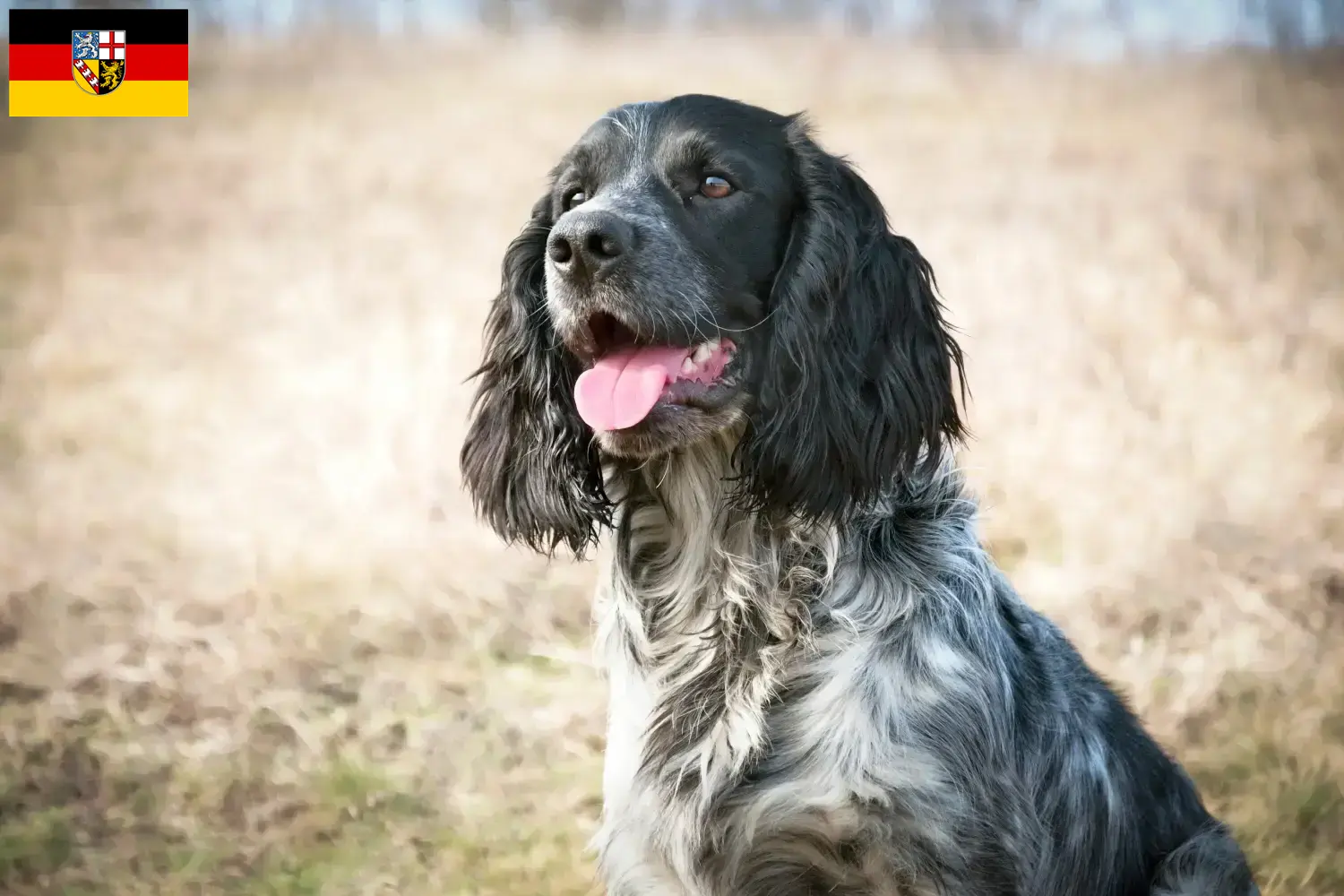 Russian Spaniel Welpen und Züchter Saarland Hier findest Du Russian Spaniels Züchter im Saarland.