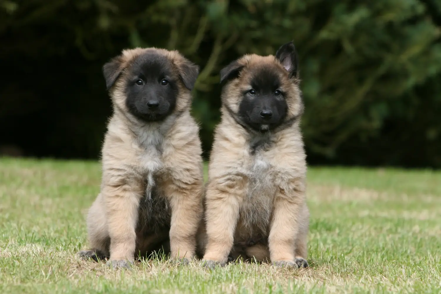 Einen Belgischen Schäferhund Welpen zu kaufen, bedeutet Verantwortung zu übernehmen! Belgischer Schäferhund Welpen kaufen.