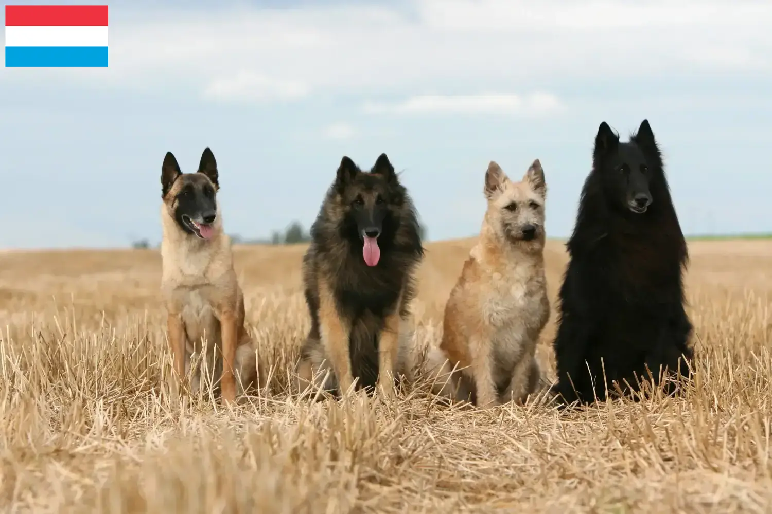 Belgischer Schäferhund Welpen und Züchter Luxemburg Hier findest Du Belgische Schäferhunde Züchter in Luxemburg.