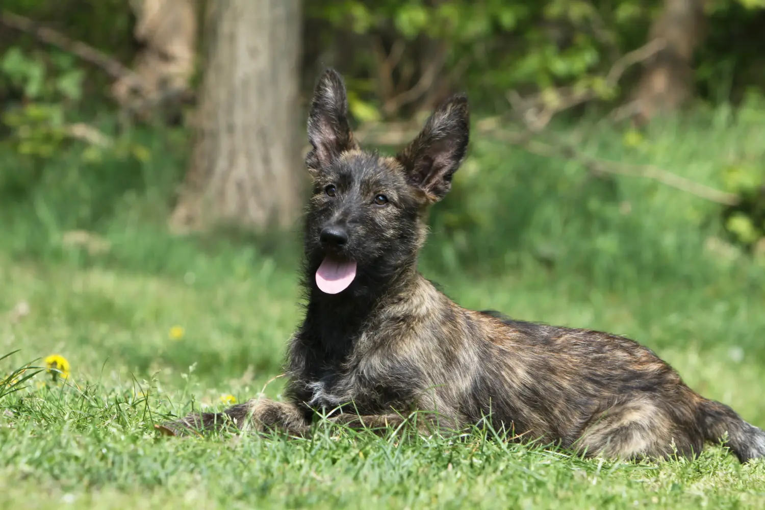 Einen Berger de Picardie Welpen zu kaufen, bedeutet Verantwortung zu übernehmen! Berger de Picardie Welpen kaufen.