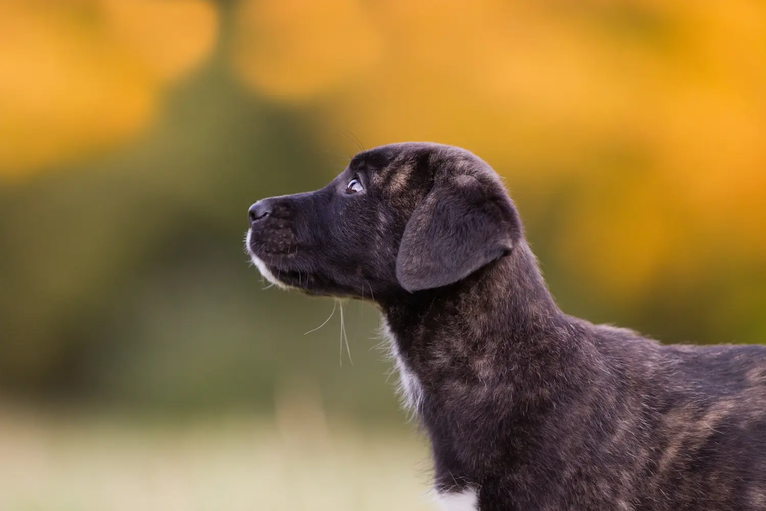 Einen Cão Fila de São Miguel Welpen zu kaufen, bedeutet Verantwortung zu übernehmen! Cão Fila de São Miguel Welpen kaufen.