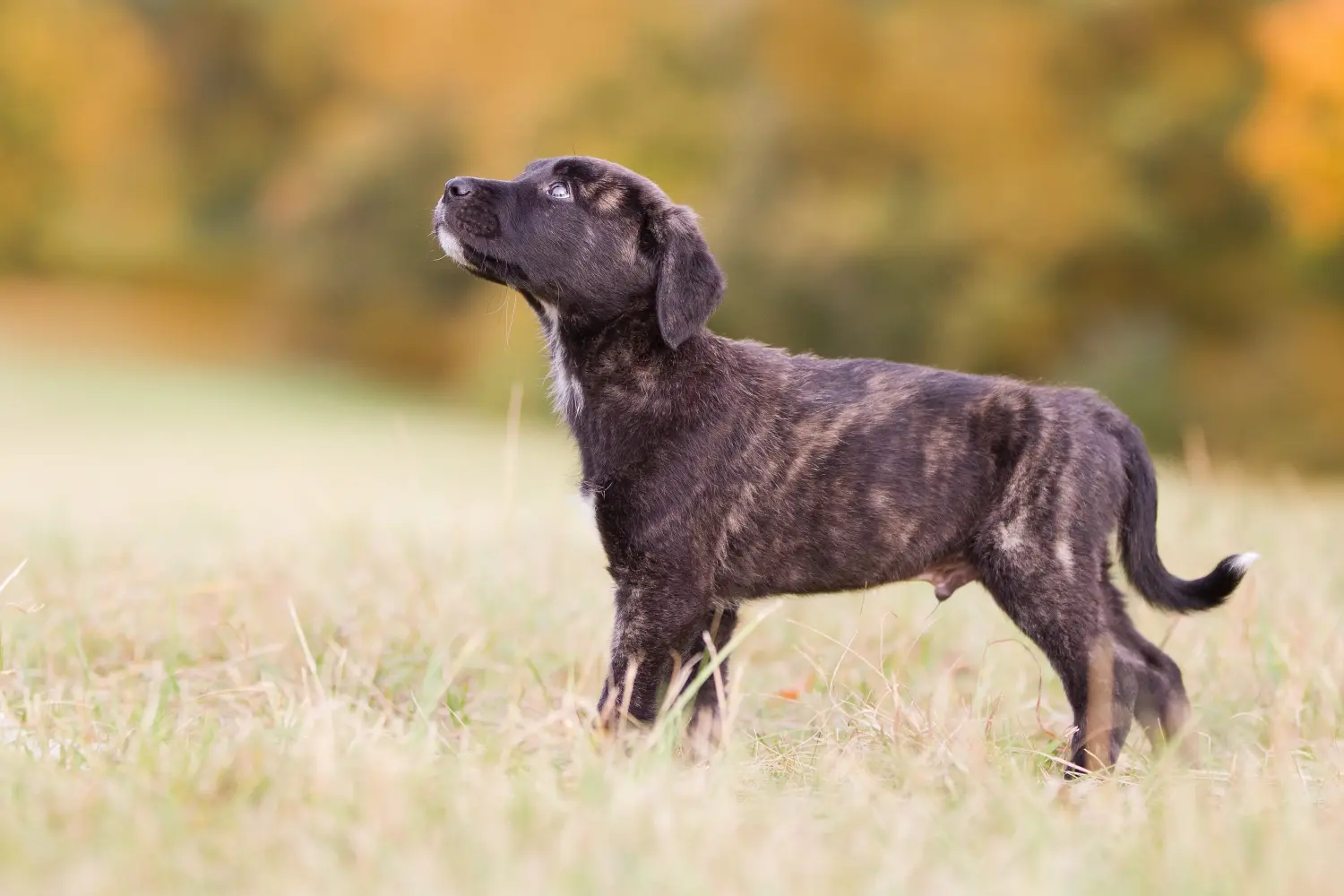 Einen Cão Fila de São Miguel Welpen zu kaufen, bedeutet Verantwortung zu übernehmen! Cão Fila de São Miguel Welpen kaufen.