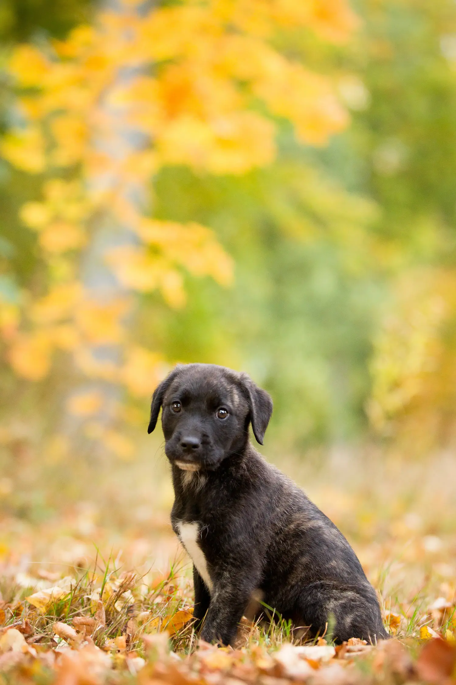 Einen Cão Fila de São Miguel Welpen zu kaufen, bedeutet Verantwortung zu übernehmen! Cão Fila de São Miguel Welpen kaufen.