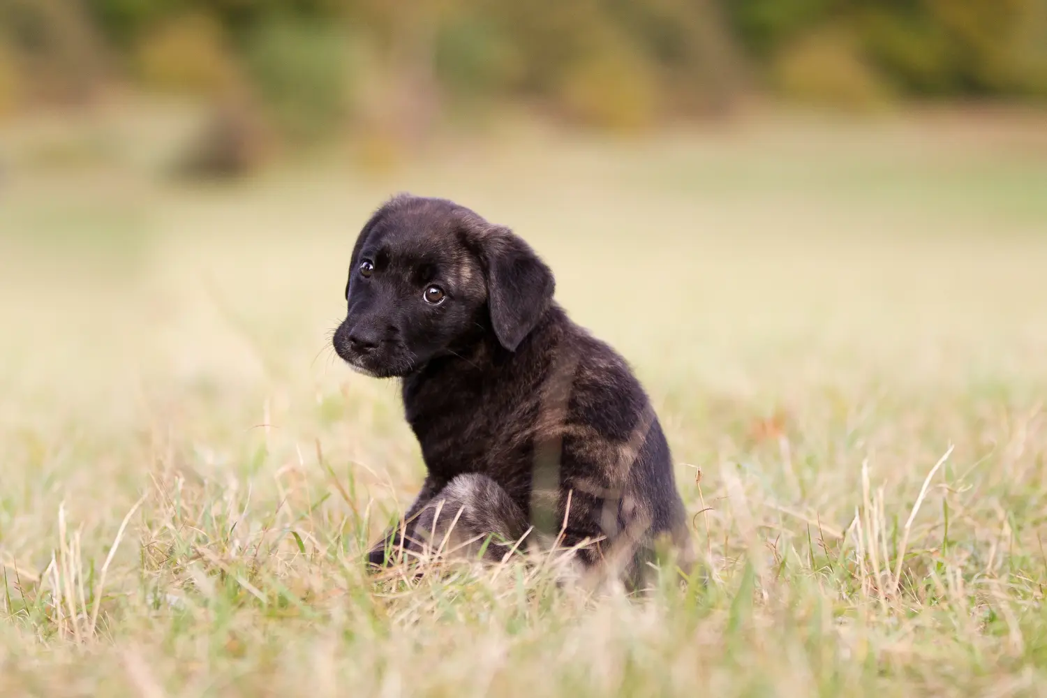 Einen Cão Fila de São Miguel Welpen zu kaufen, bedeutet Verantwortung zu übernehmen! Cão Fila de São Miguel Welpen kaufen.