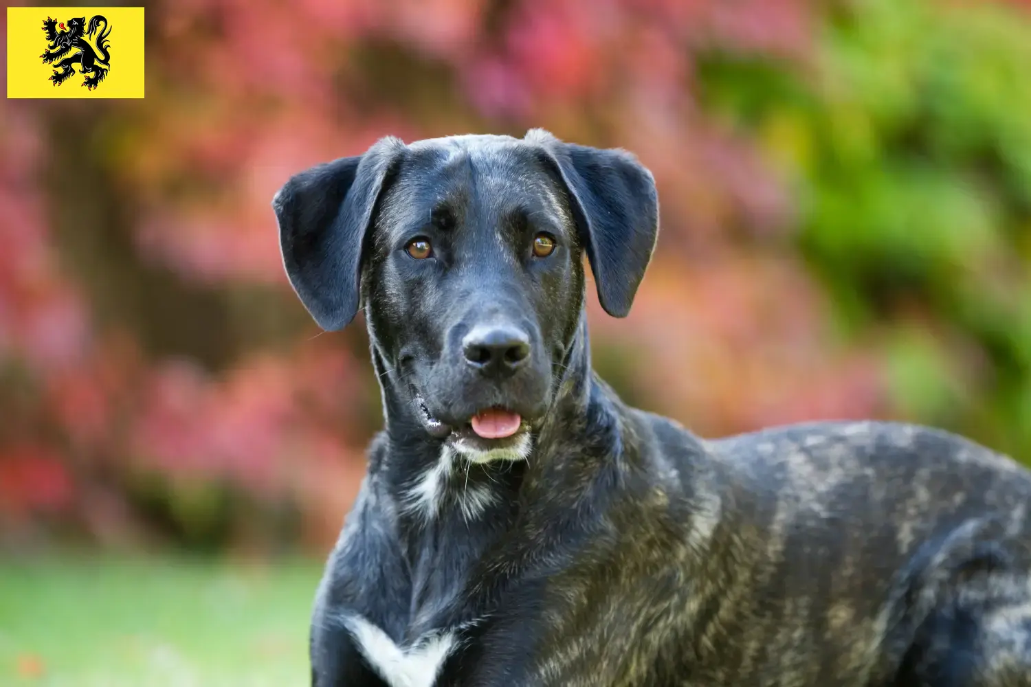 Cão Fila de São Miguel Welpen und Züchter Flandern Hier findest Du Cão Fila de São Miguels Züchter in Flandern.