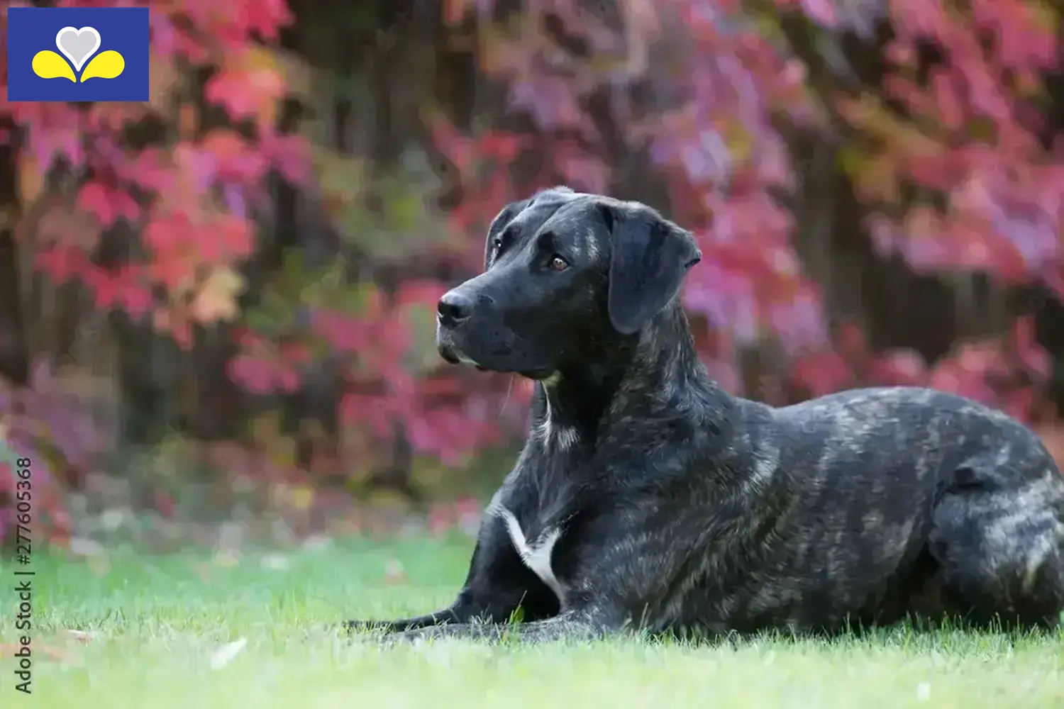 Cão Fila de São Miguel Welpen und Züchter Region Brüssel-Hauptstadt Hier findest Du Cão Fila de São Miguels Züchter in Region Brüssel-Hauptstadt.