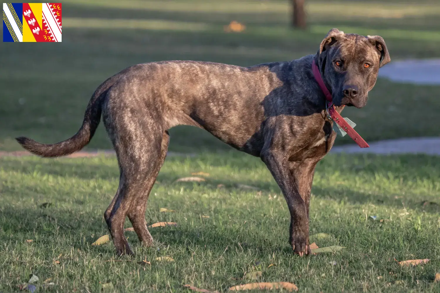 Cimarrón Uruguayo Welpen und Züchter Grand Est Hier findest Du Cimarrón Uruguayos Züchter in Grand Est.