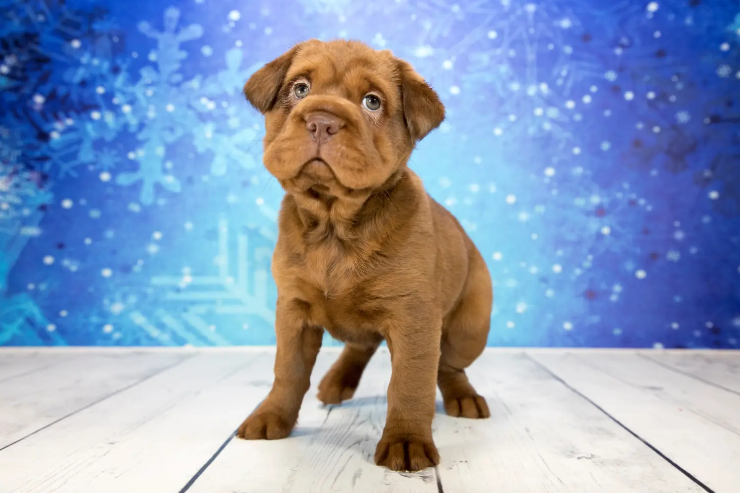 Einen Cocker Pei Welpen zu kaufen, bedeutet Verantwortung zu übernehmen! Cocker Pei Welpen kaufen.