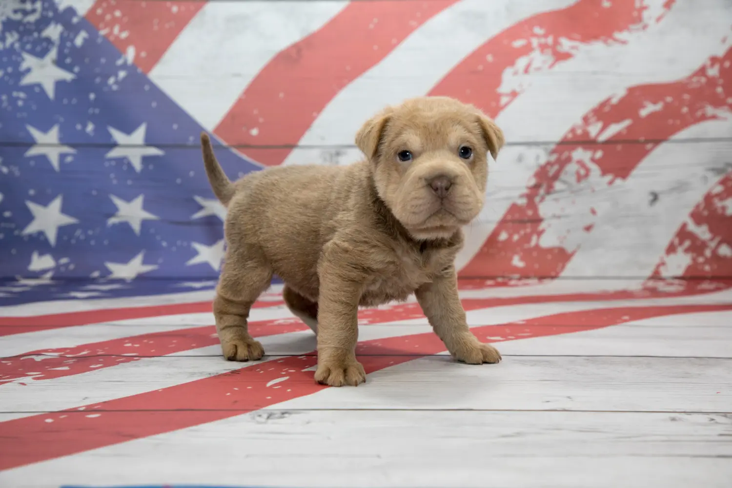 Einen Cocker Pei Welpen zu kaufen, bedeutet Verantwortung zu übernehmen! Cocker Pei Welpen kaufen.