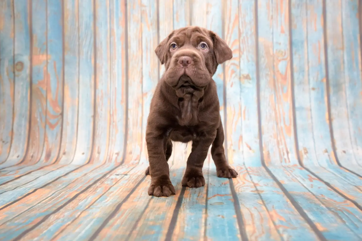 Einen Cocker Pei Welpen zu kaufen, bedeutet Verantwortung zu übernehmen! Cocker Pei Welpen kaufen.