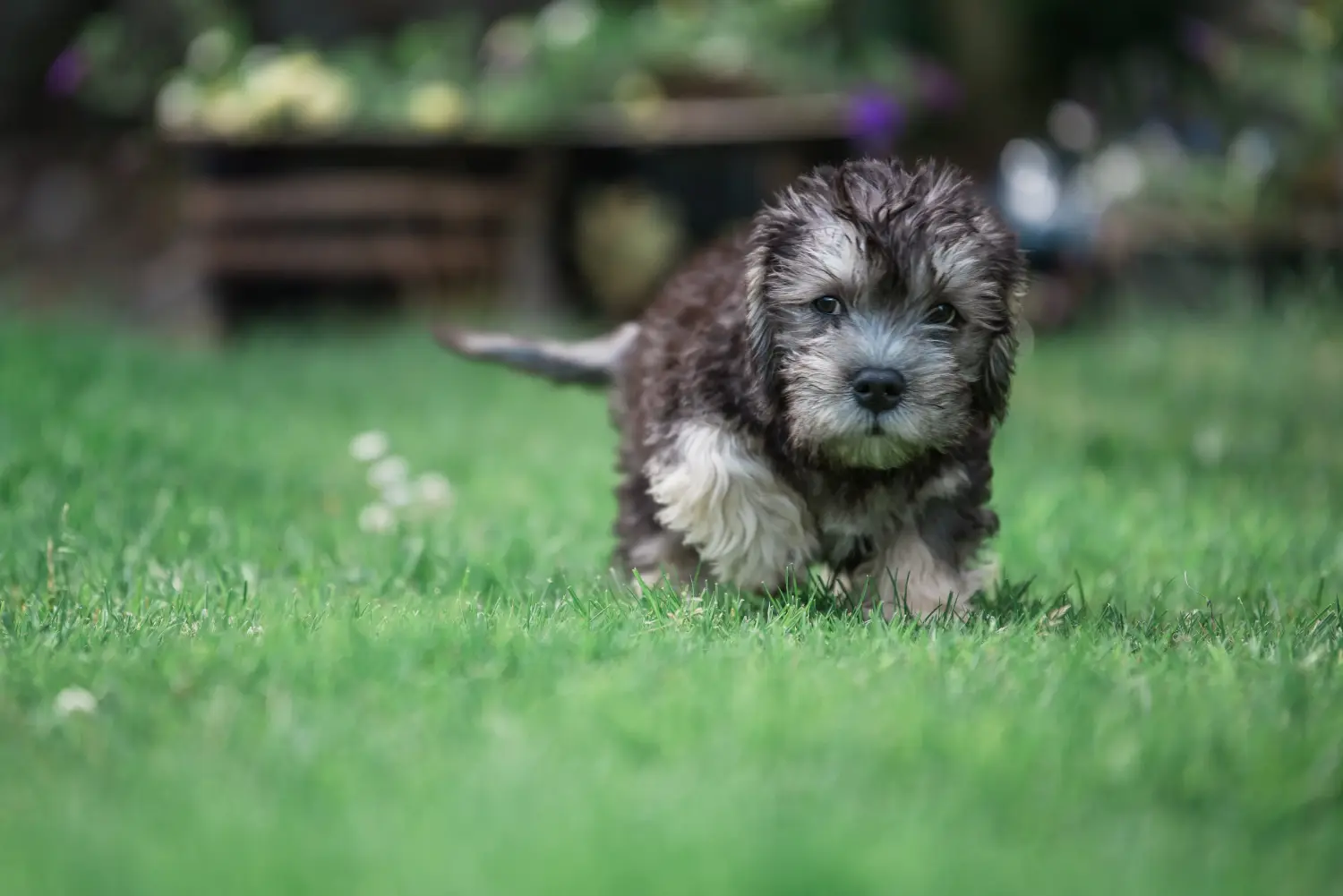 Einen Dandie Dinmont Terrier Welpen zu kaufen, bedeutet Verantwortung zu übernehmen! Dandie Dinmont Terrier Welpen kaufen.